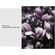 Lensbaby Double Glass Optic