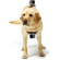 GoPro Fetch Dog Harness for GoPro HEROs