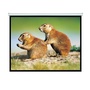BRATECK 150" Projector Screen